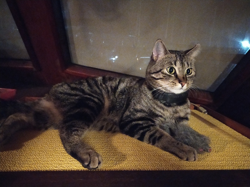 Katze, Fenster, gelbe Matte