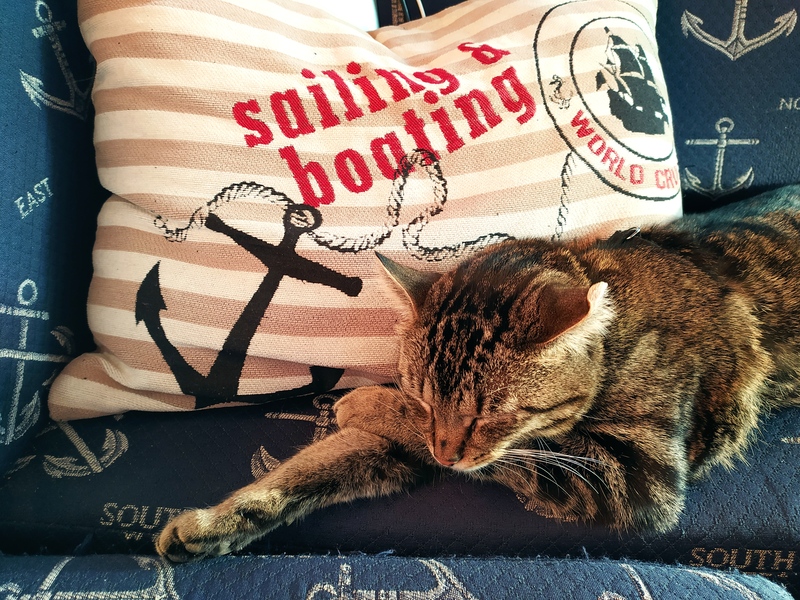 Katze, schlafen, Kopfkissen, Anker