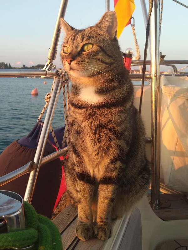 Katze, Samy, Boot, Segelboot, segeln, Mittelmeer